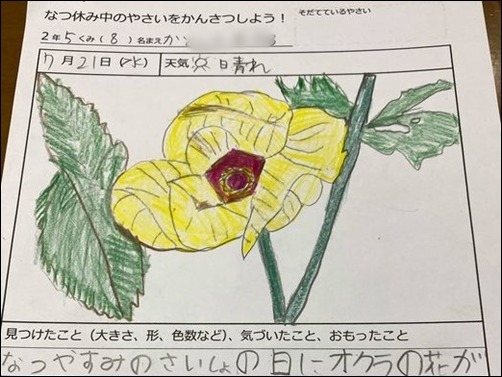 オクラの花が咲きました 元気ばばの青春日記 気持ちだけは２０歳