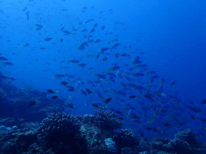 210727 西島コンプリート！_a0335173_16500007.jpg