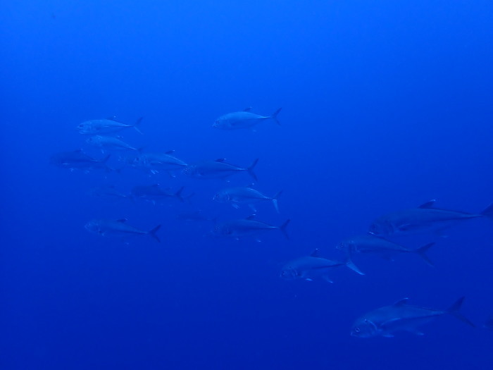 210727 西島コンプリート！_a0335173_16512759.jpg