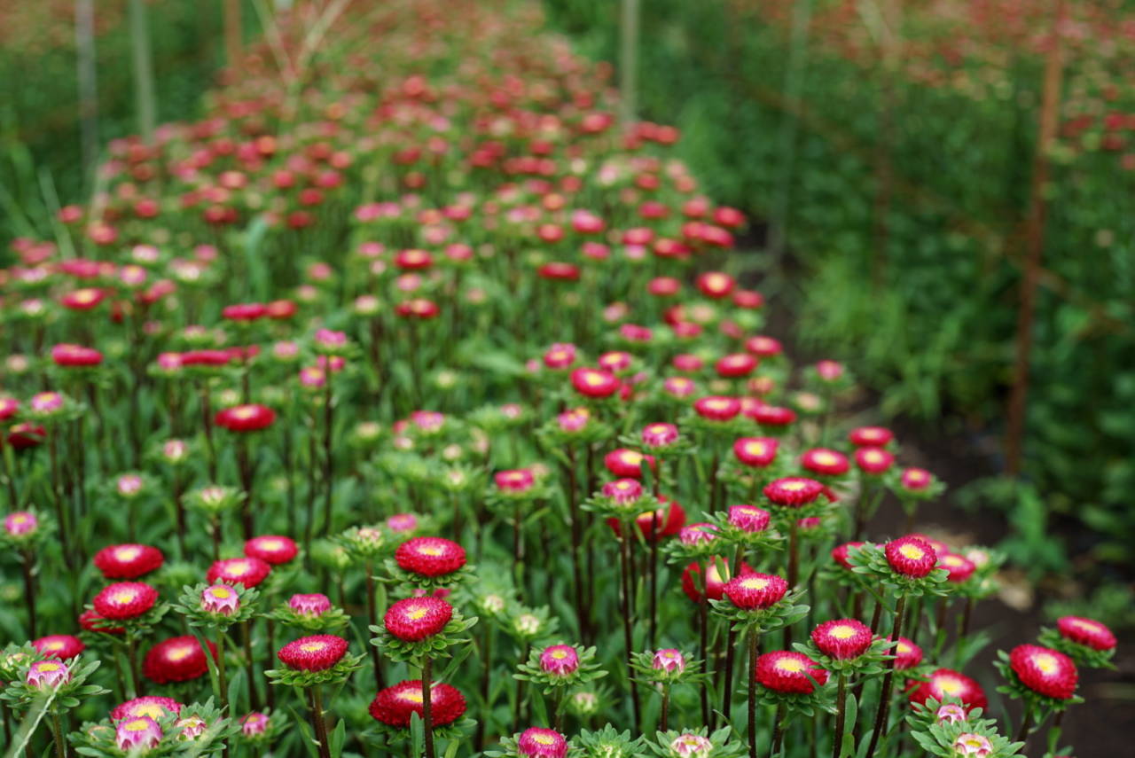 奥信濃から 花農家のフォトスケッチ