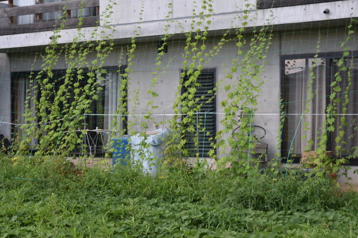 目隠し効果としての緑のカーテン 甲府の野菜畑 目隠し効果としての緑のカーテン 甲府の野菜畑