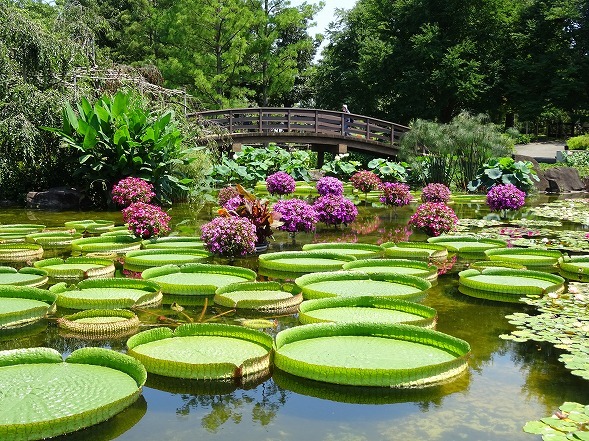草津市立水生植物園水の森の花影の池とスイレン池 彩の気まぐれ写真