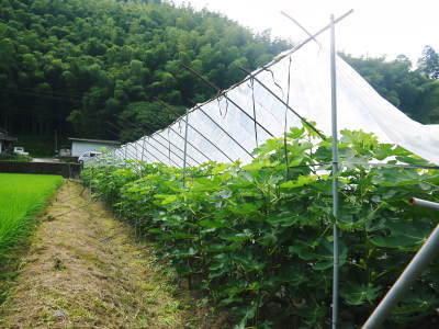 お待たせしました!甘熟いちじくの令和3年度の先行予約受付スタートします!8月10日(火)より出荷開始!_a0254656_17460296.jpg