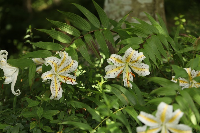 六甲高山植物園に行ってきました_b0328557_18145622.jpg