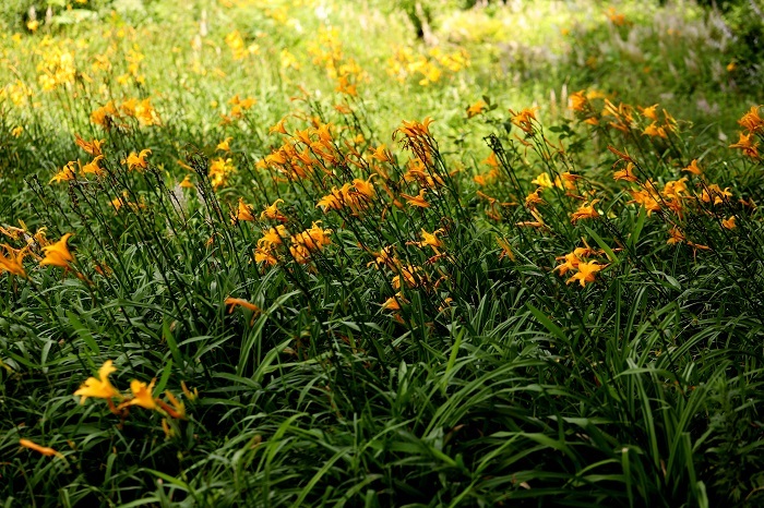 六甲高山植物園に行ってきました_b0328557_18163640.jpg