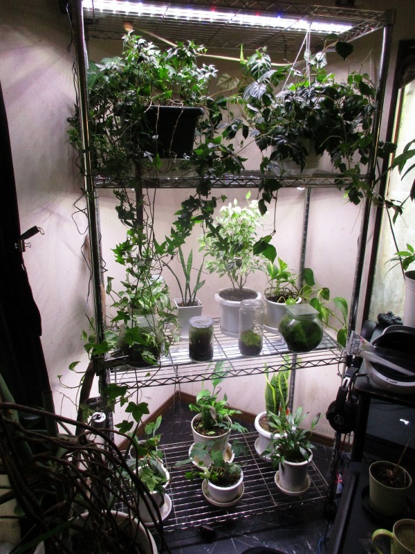 植物 蛍光灯をledに変更しました 孤影悄然 植物 蛍光灯をledに変更しました 孤影悄然