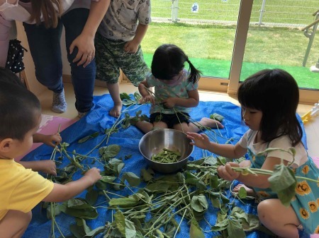 (よこて卸町園）えだまめ収穫をしました！_f0141477_14110507.jpg