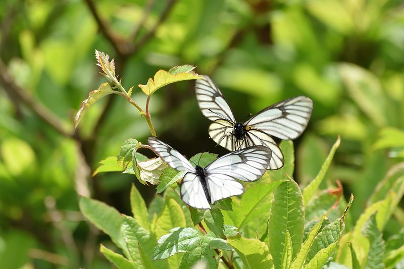 東信の山で-1（ミヤマシロチョウ:2021/7/19）_f0031682_05463271.jpg