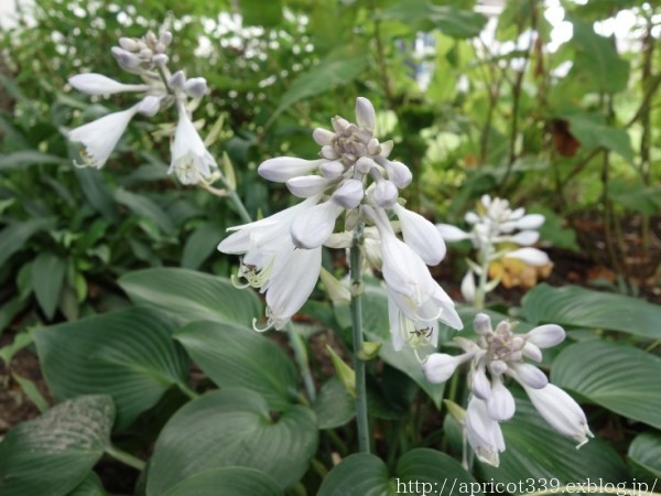 夏の庭しごと 庭に咲いた低木と宿根草の花 シンプルで心地いい暮らし