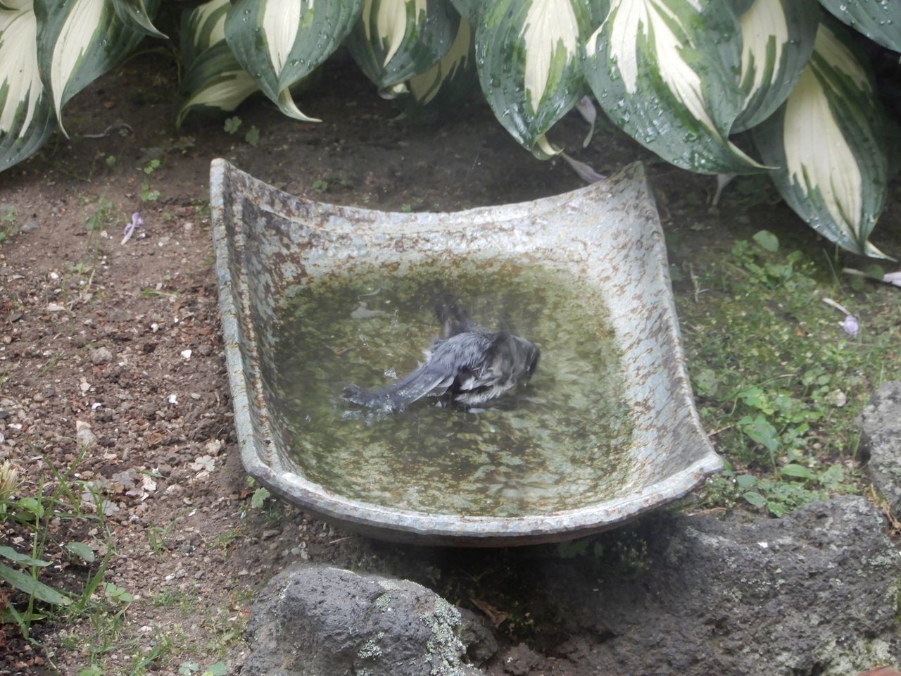 7月7日以来のほんのちょっとのお湿り_c0025115_22020668.jpg