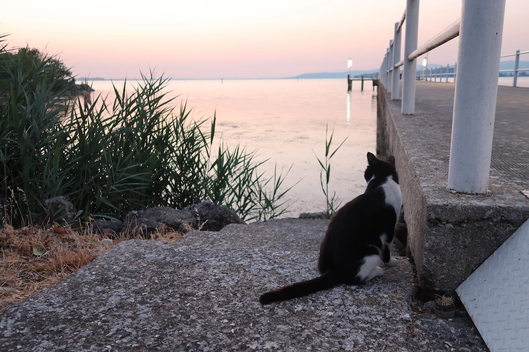 猫かわいい夕焼けの湖と歯医者はつらいよ_f0234936_22450345.jpg