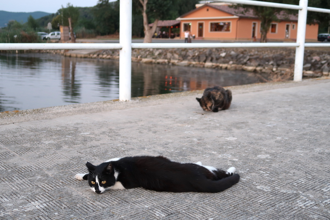 猫かわいい夕焼けの湖と歯医者はつらいよ_f0234936_22513303.jpg