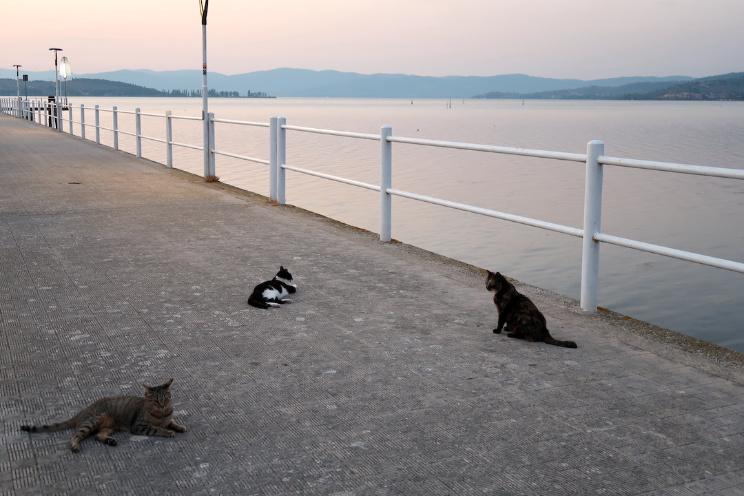 猫かわいい夕焼けの湖と歯医者はつらいよ_f0234936_22562050.jpg