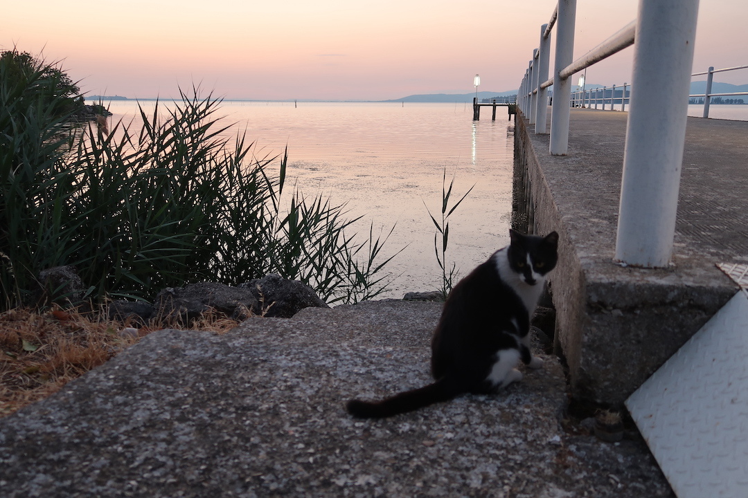 猫かわいい夕焼けの湖と歯医者はつらいよ_f0234936_23112065.jpg