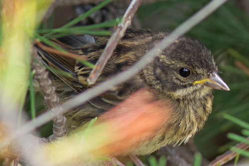 アオジの幼鳥。_c0023443_10214156.jpg