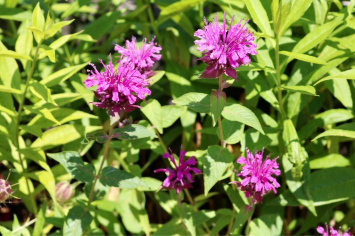 北東花壇の宿根草 My Small Garden Sugar Plum