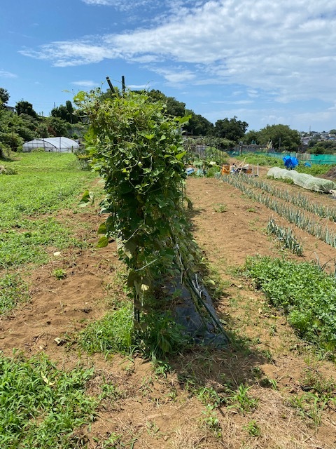 台風8号の影響なかったと思ったら　蔓あり隠元の櫓　傾く・・野菜達はセーフ_c0222448_12063897.jpg