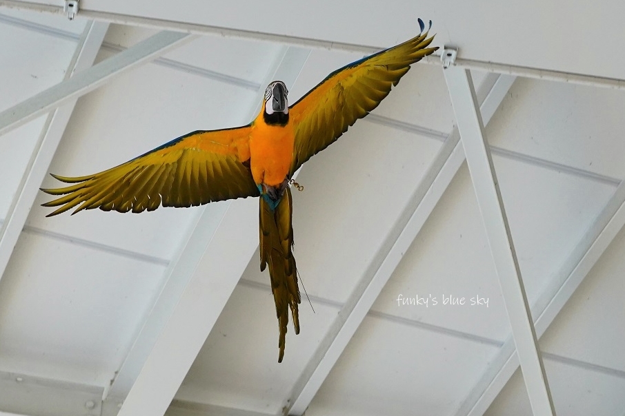 うみの杜水族館・Ⅵ （ルリコンゴウインコ＆アシカ＆イルカの