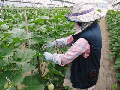 熊本産!匠の高級マスクメロン(アールスメロン) 令和3年夏の出荷を本日よりスタートしました!_a0254656_15101284.jpg