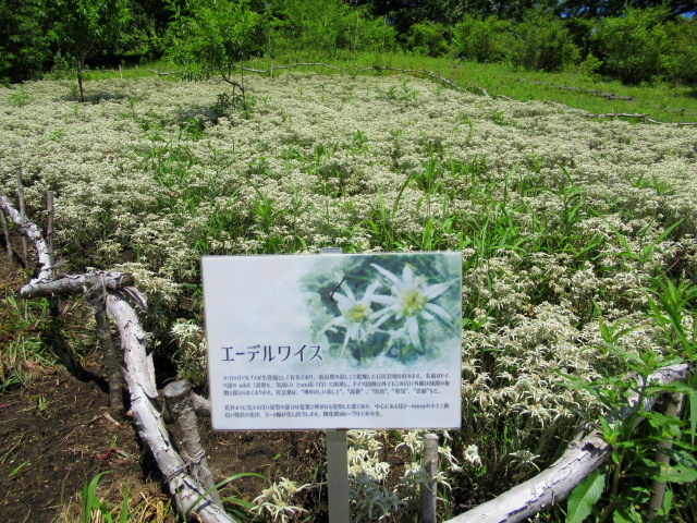 中之条 山の上庭園① ＊ 標高1,000ｍに広がるナチュラルガーデン♪_f0236260_00065212.jpg