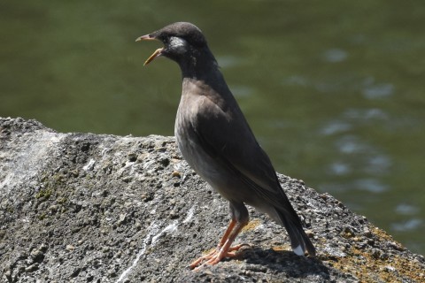★鳥類園はいい天気(2021.7.29)_e0046474_15202067.jpg