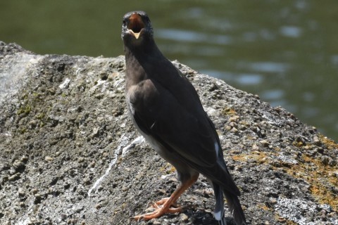 ★鳥類園はいい天気(2021.7.29)_e0046474_15282593.jpg