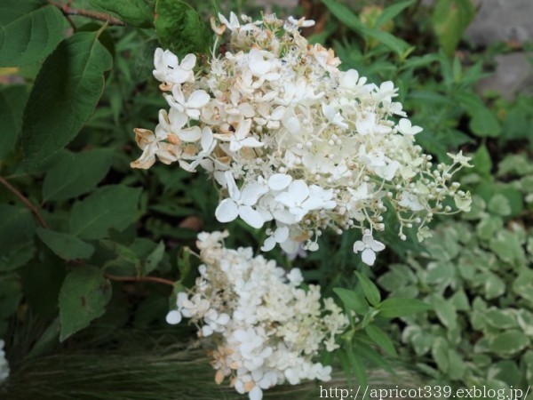 夏の庭しごと 庭に咲いた低木と宿根草の花 シンプルで心地いい暮らし