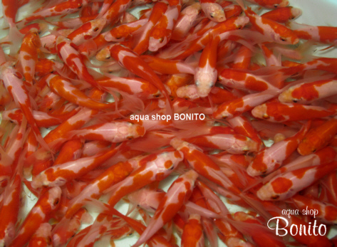 弥富産 更紗コメット Aqua Shop Bonito Blog