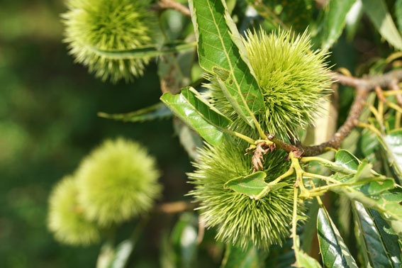 シカがクリの葉を食べる 吾作の榊原温泉たより
