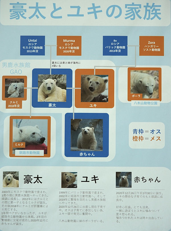 ホッキョクグマの親子 ユキとフブキ : 動物園放浪記