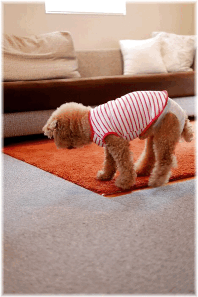 宇津救命丸で老犬が夜ぐっすり眠れる Less Is More 宇津救命丸で老犬が夜ぐっすり眠れる Less Is More