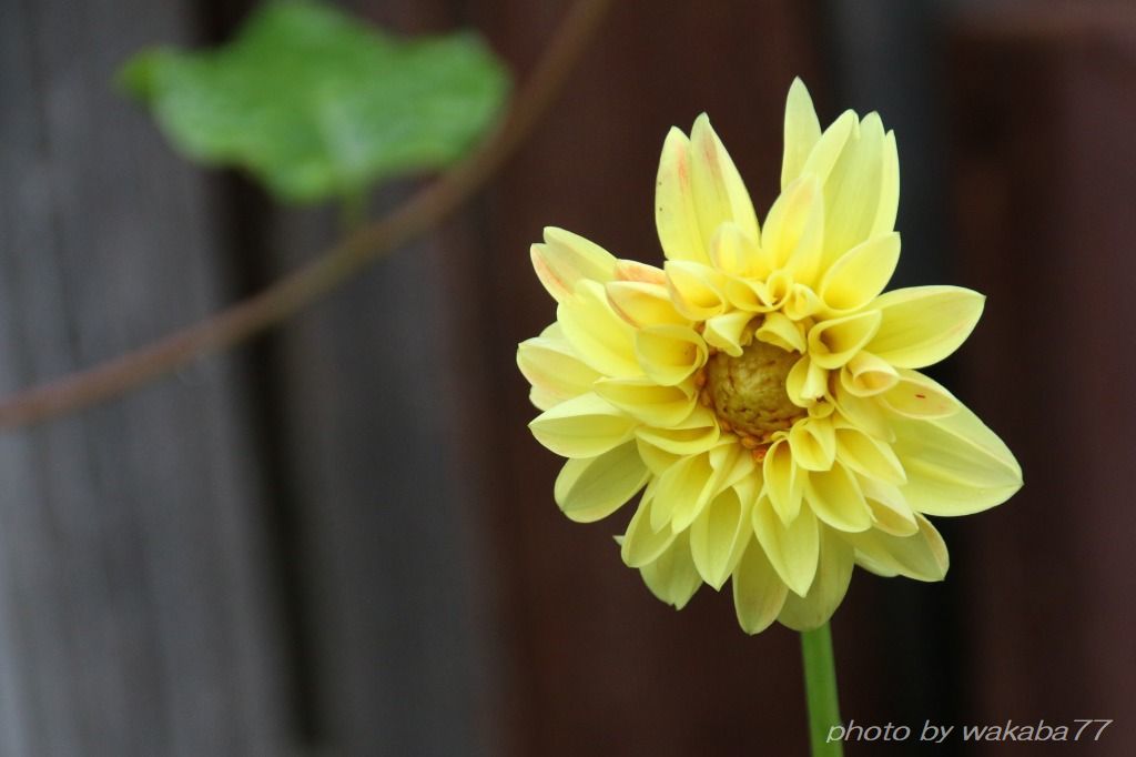 ダリアの花の原産国はメキシコだった 自然のキャンバス