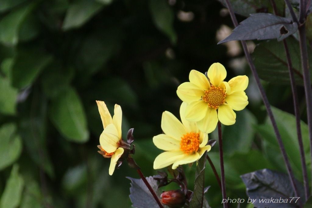 ダリアの花の原産国はメキシコだった 自然のキャンバス