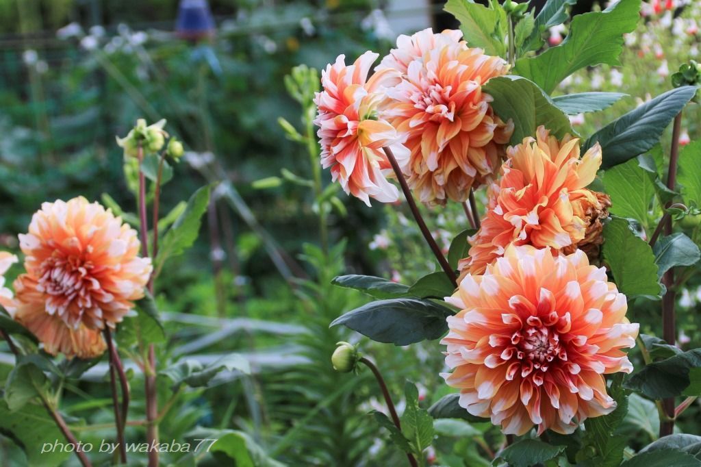 ダリアの花の原産国はメキシコだった 自然のキャンバス