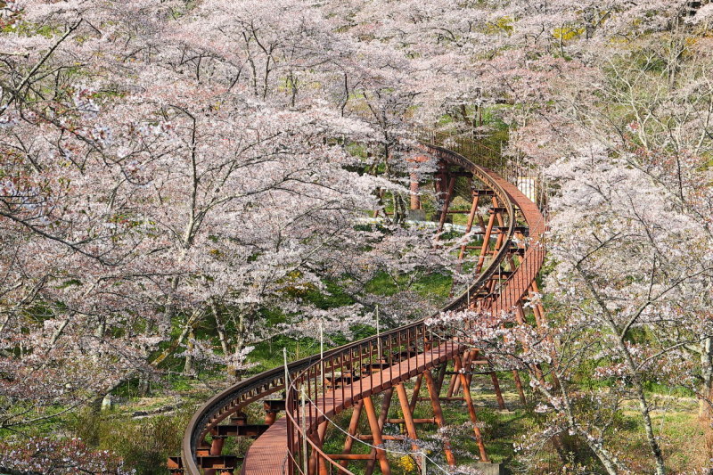 この桜は何処の県で撮った写真でしょうか？_f0099040_20243674.jpg