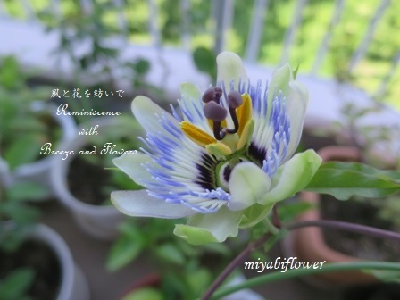 なんの花でしょう 花から実へ 風と花を紡いで