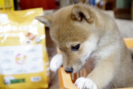 原因はこいつ、いやいや コナツ です。_f0114346_12110839.jpg
