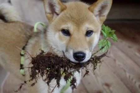 原因はこいつ、いやいや コナツ です。_f0114346_12115261.jpg