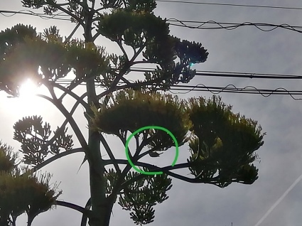 竜の花…_b0368362_12572003.jpg