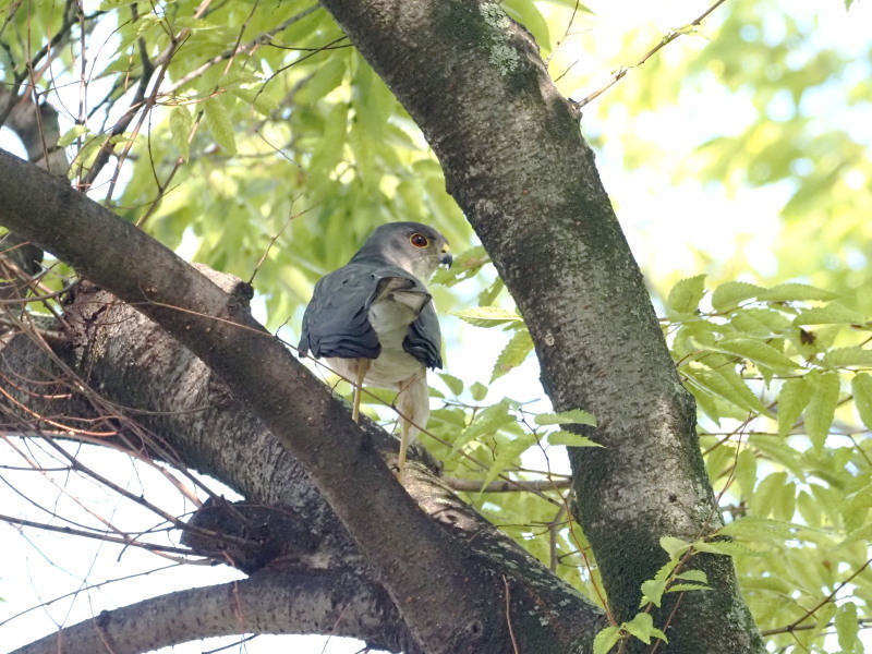 近所の公園にいたツミ_a0383581_22552954.jpg