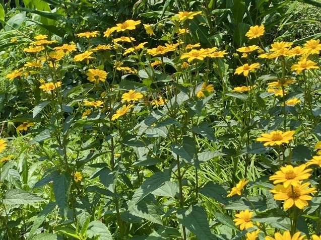 お花摘み🌼_c0128489_22083664.jpeg