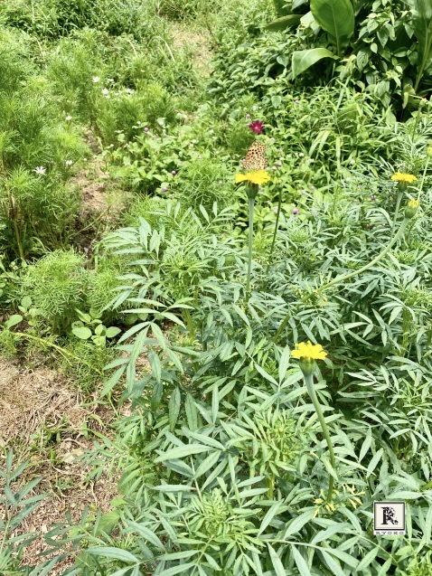 お花摘み🌼_c0128489_22090050.jpeg