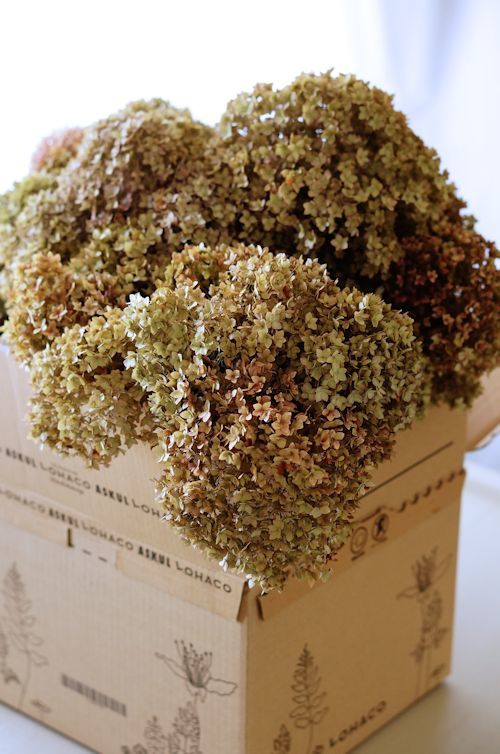 ピンクアナベルのドライフラワー 季の花小屋 Pastelgreen ピンクアナベルのドライフラワー 季の花小屋 Pastelgreen