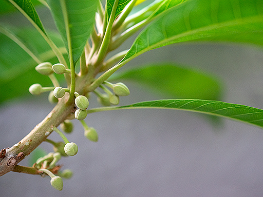 種から育てたカニステルにふたたび着蕾 : トロピカルフルーツ成長ノート