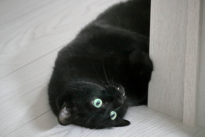 |д゚)チラッ _f0083400_16513554.jpg