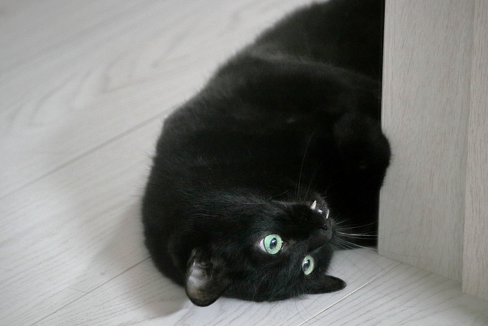 |д゚)チラッ _f0083400_16513844.jpg