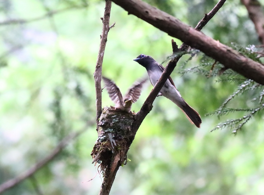 大好きな小鳥、、サンコウチョウ、8．、_f0305401_07430430.jpg