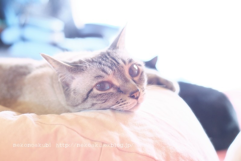 お疲れ ニンゲン ねこのあくび お疲れ ニンゲン ねこのあくび