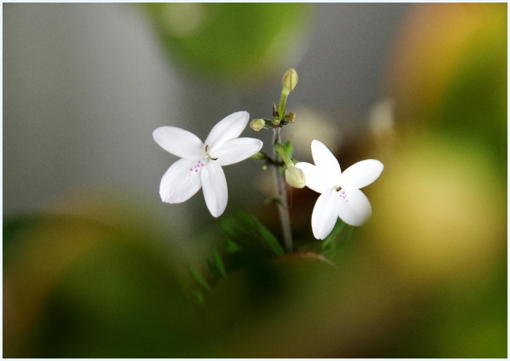 白い花_c0352813_10151465.jpg