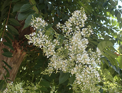 シマサルスベリの花 樹木見て歩き シマサルスベリの花 樹木見て歩き